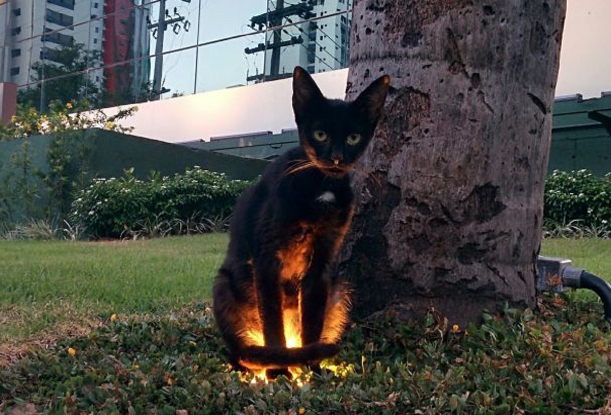 gatto su lampada