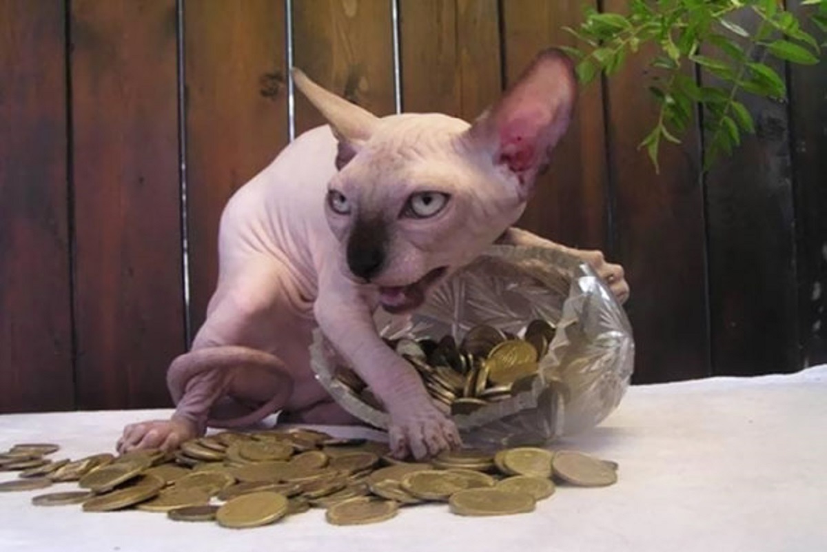 gatto sphynx con monete