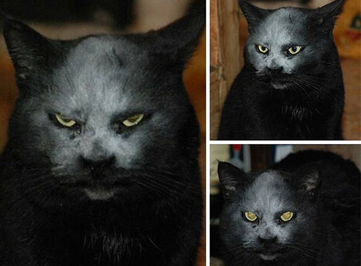 gatto nero coperto di farina