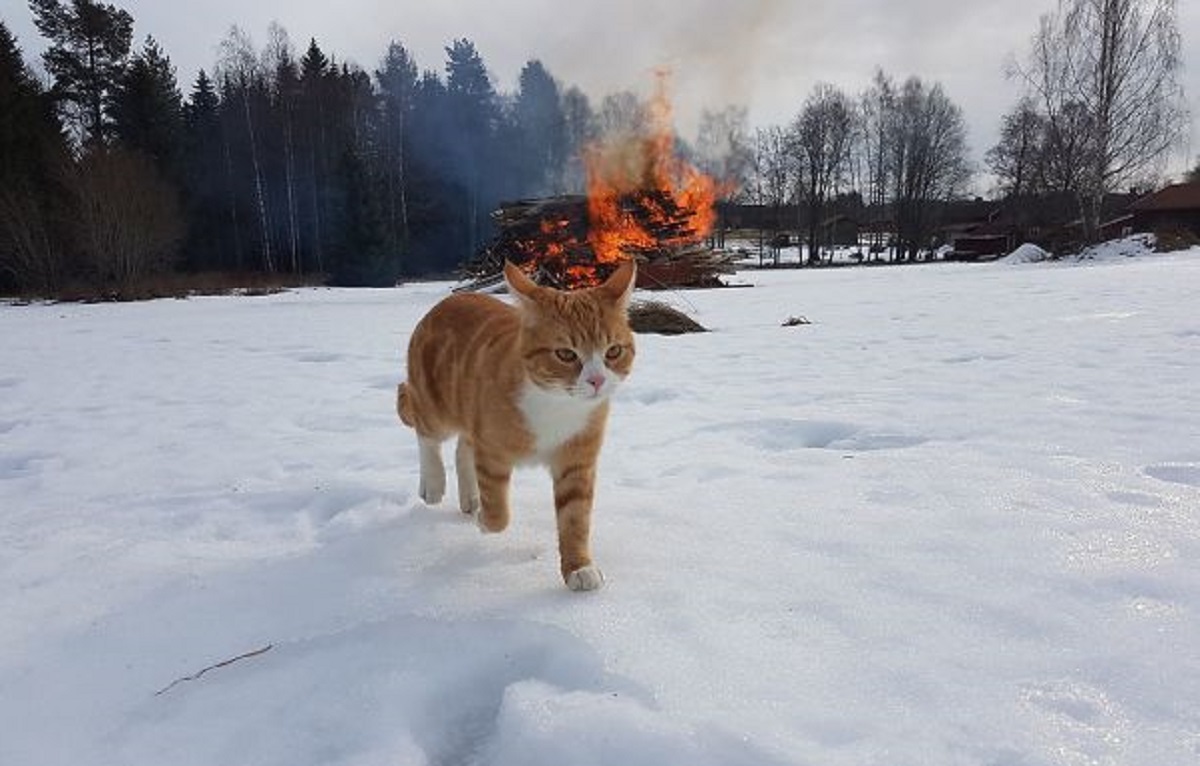 gatto sulla neve davanti a un fuoco