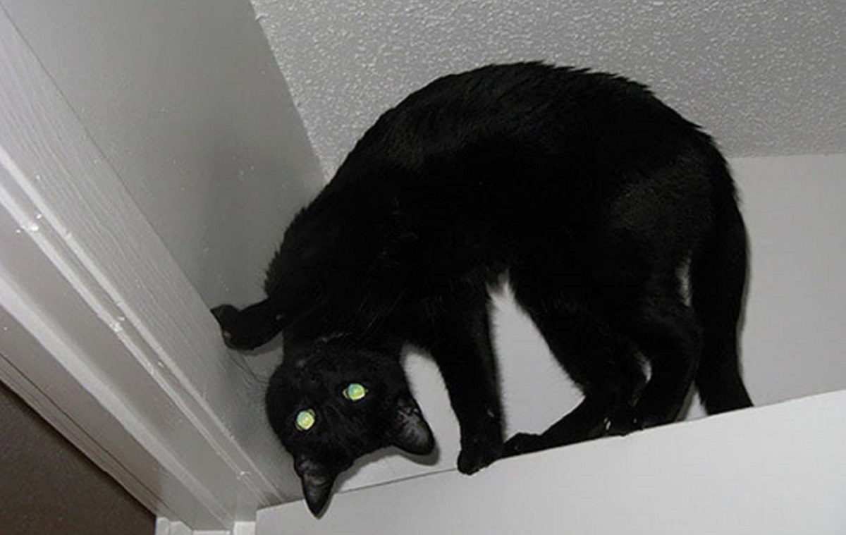 gatto nero su soffitto