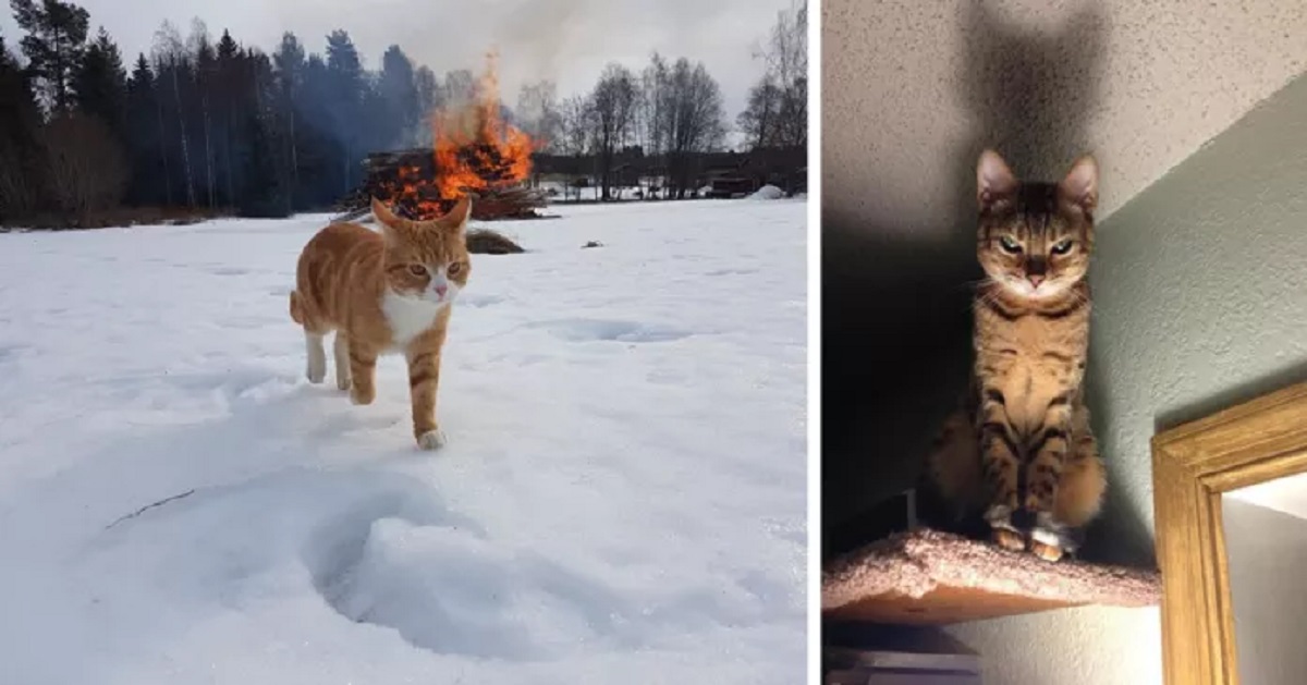 Gatti “diabolici”: le 10 immagini più inquietanti di sempre