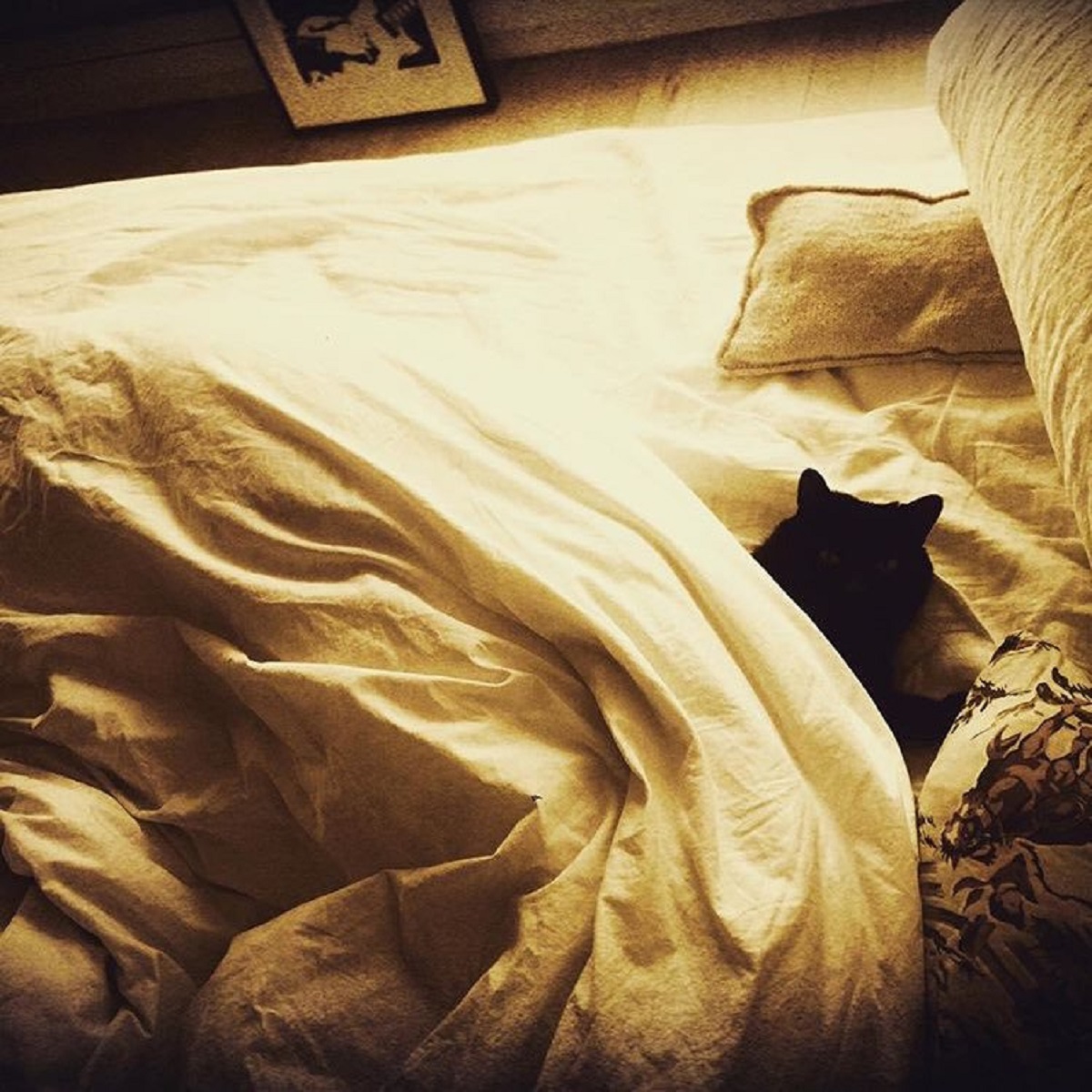 gatto nero sul letto