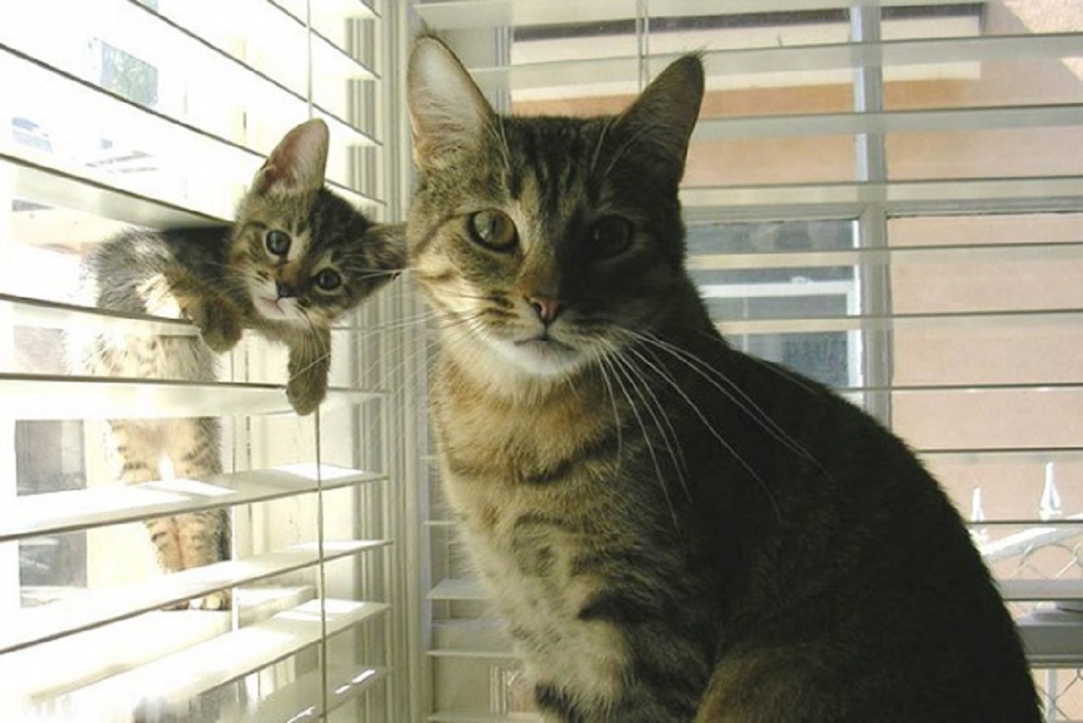 gatto con gattino incastrato in una finestra