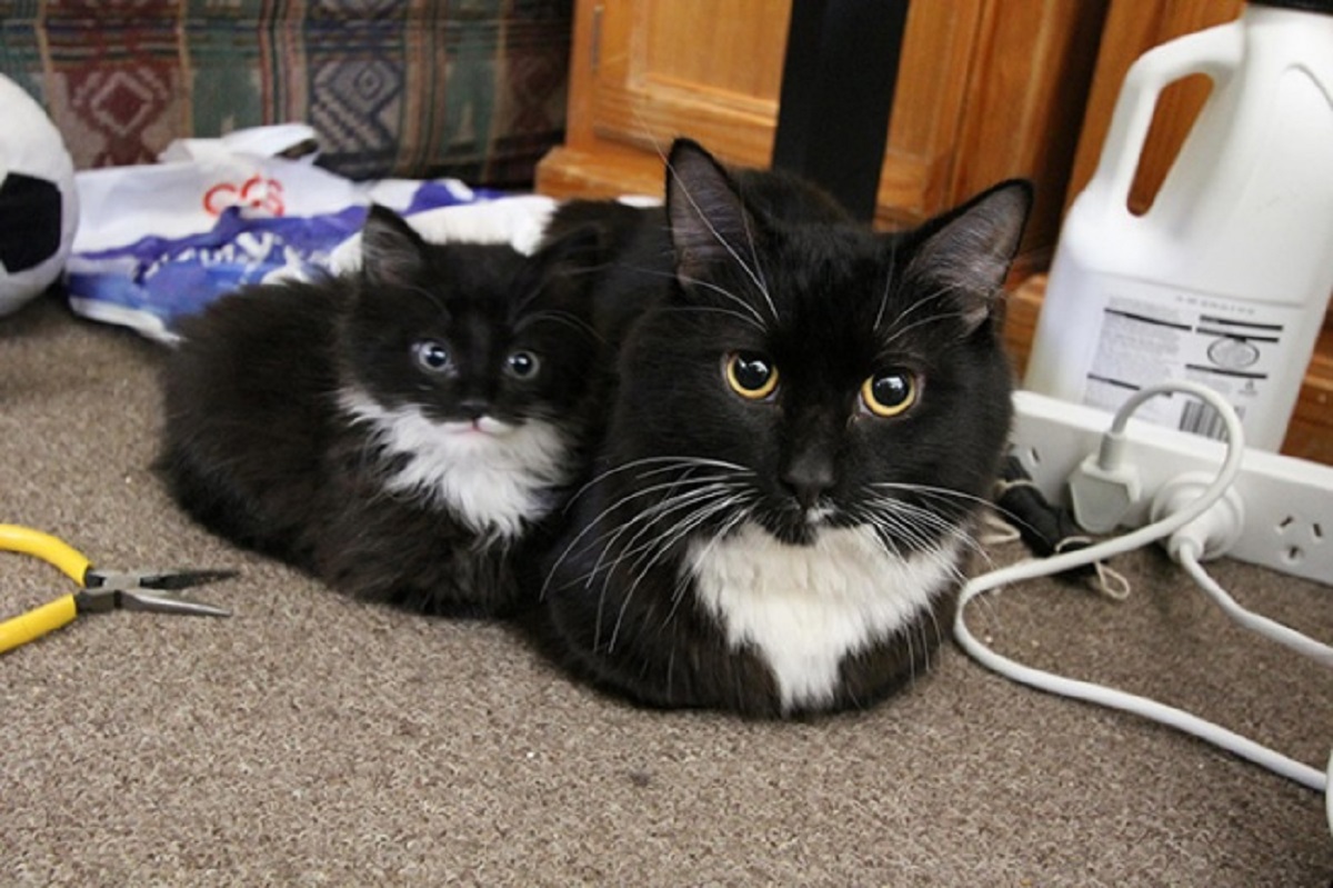 gatto e gattino per terra