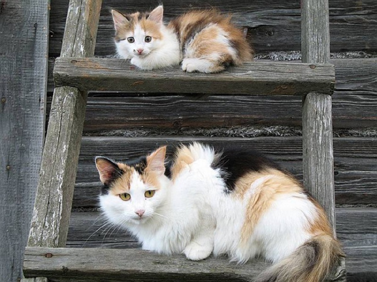 gatto e gattino su una scala