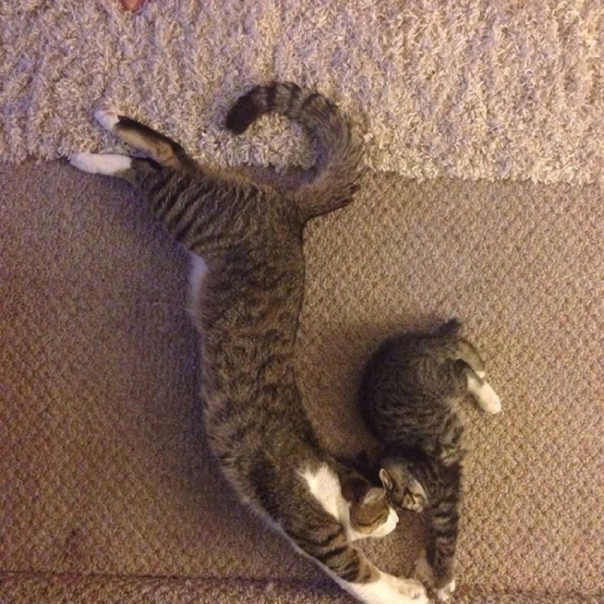 gatto e gattino a testa in giù