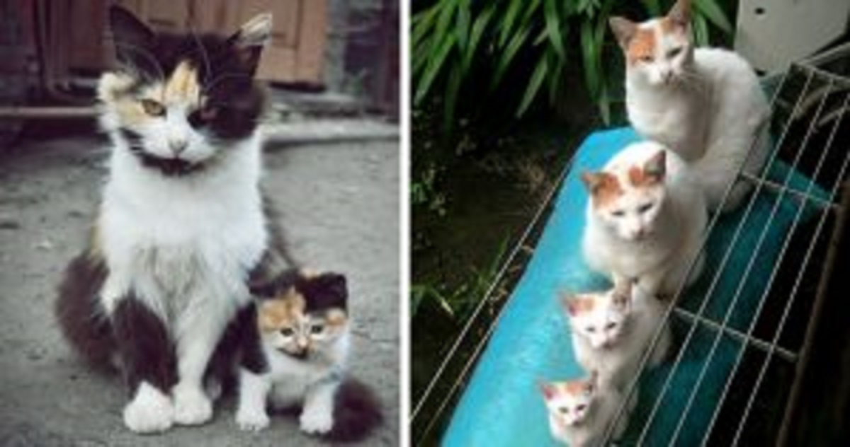 Gatti e i loro cuccioli: immagini di una somiglianza perfetta