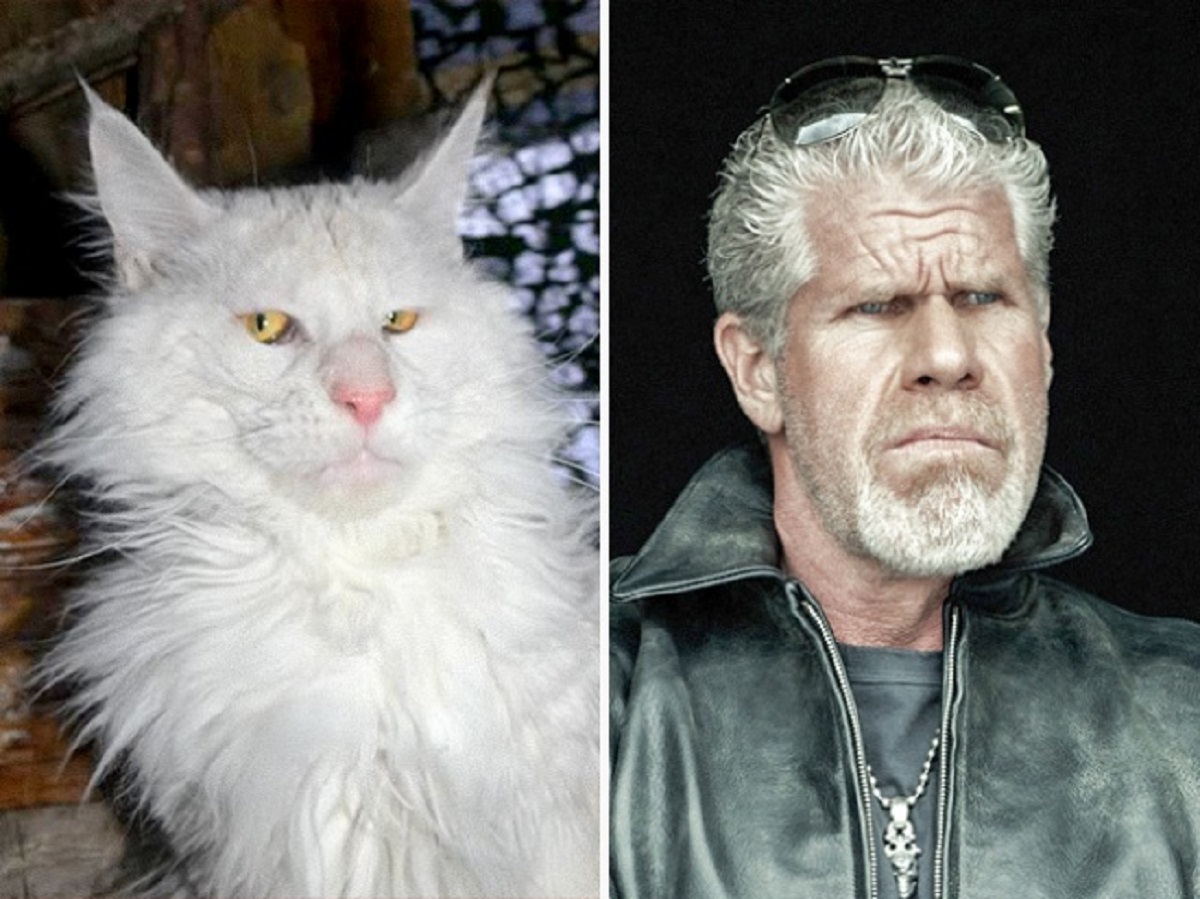 gatto somiglia a ron perlman