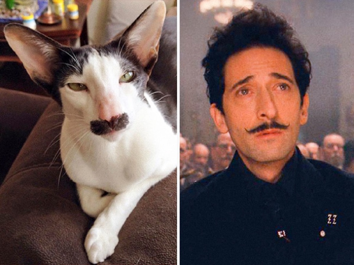 adrien brody gatto