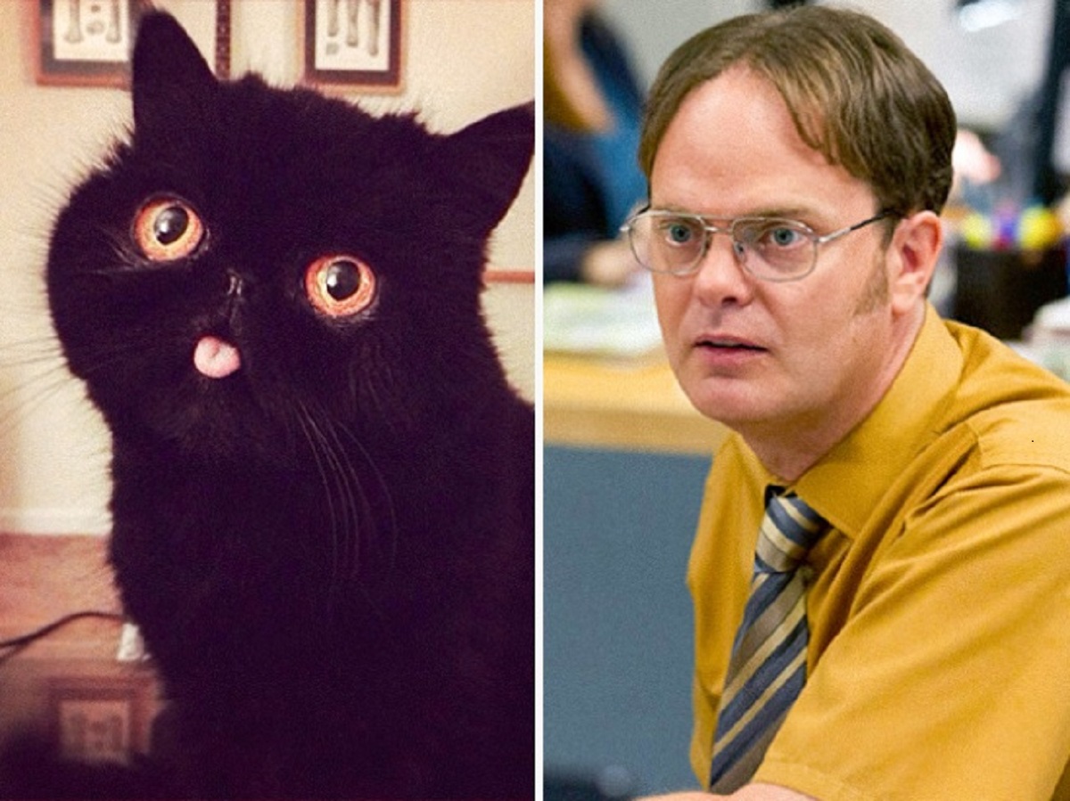 gatto come dwight schrute