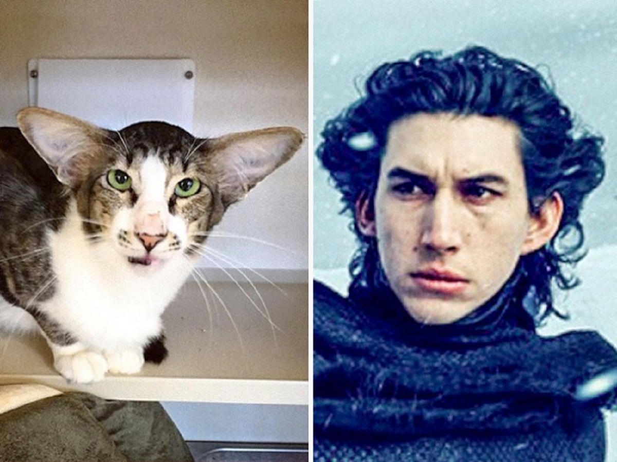 gatto somiglia a kylo ren