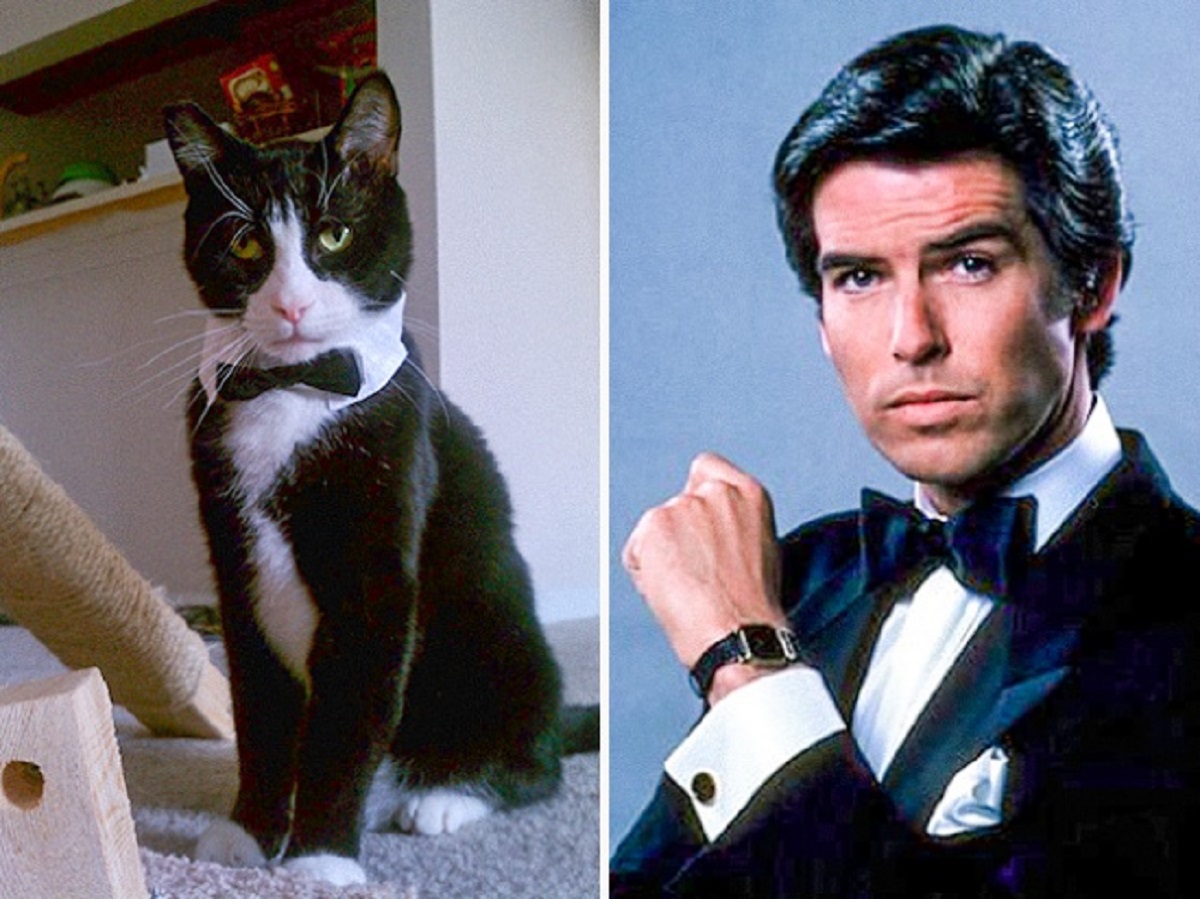 gatto somiglia a pierce brosnan