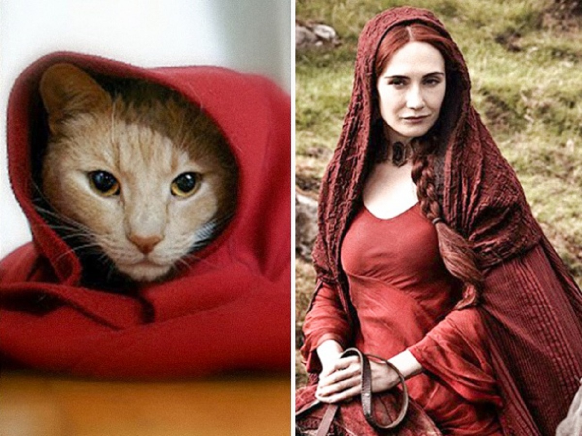 gatto melisandre