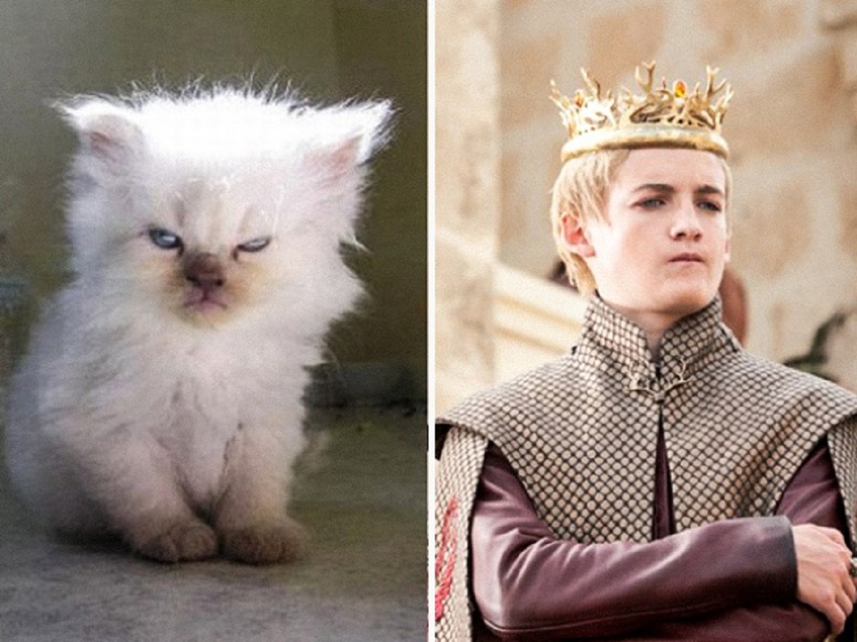 gatto joffrey baratheon