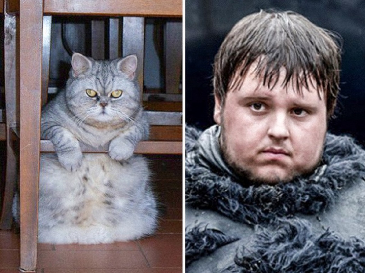 gatto samwell tarly