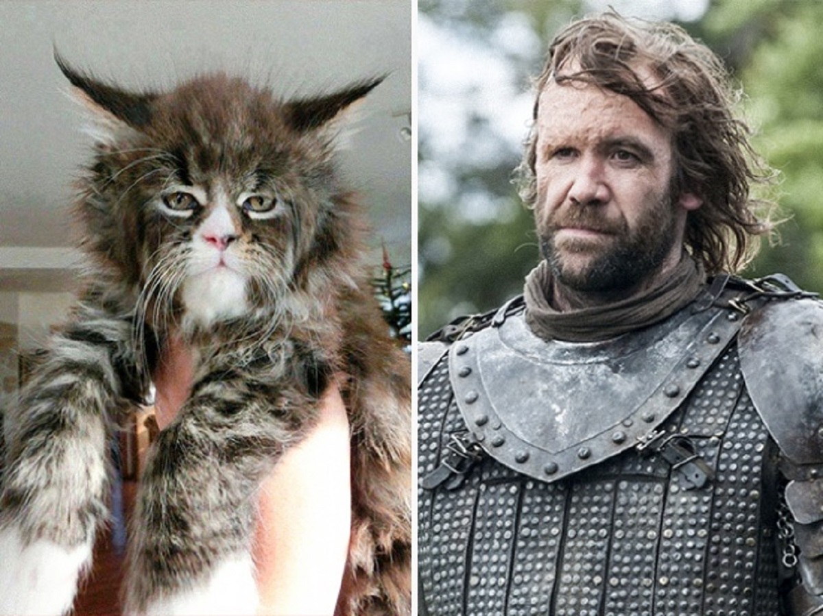 gatto sandor clegane