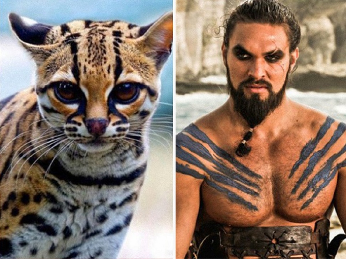 khal drogo gatto