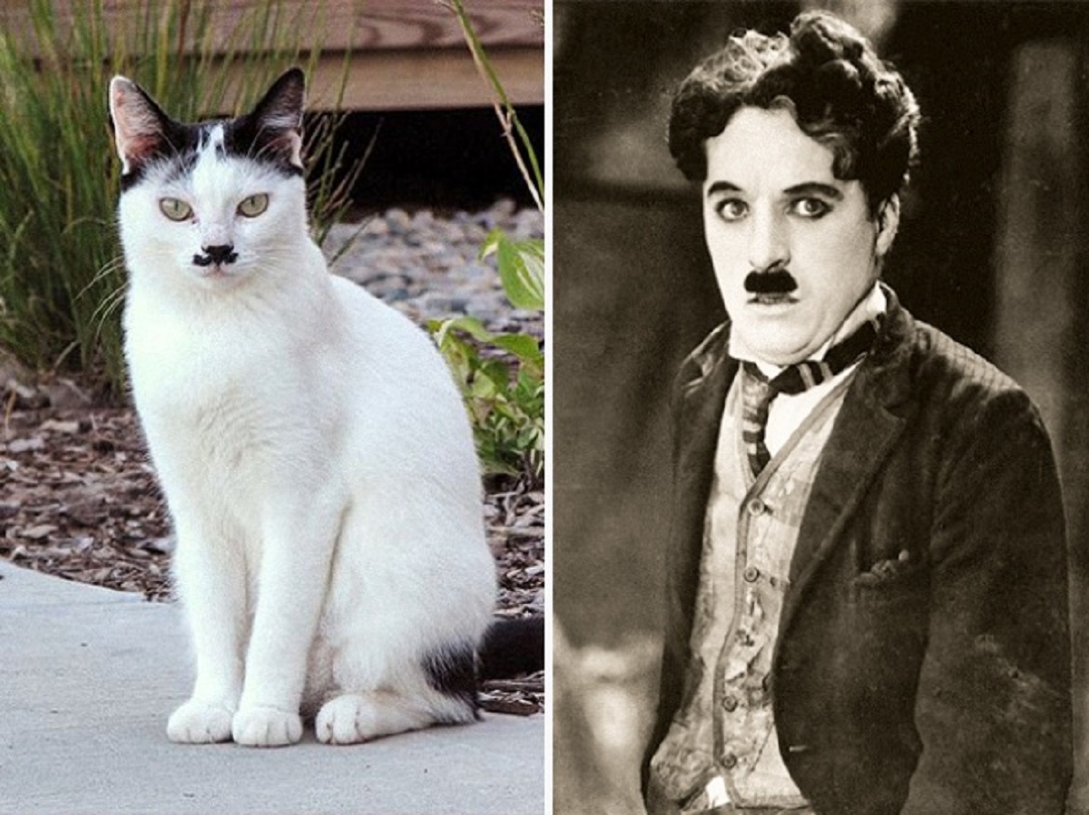 charlie chaplin gatto