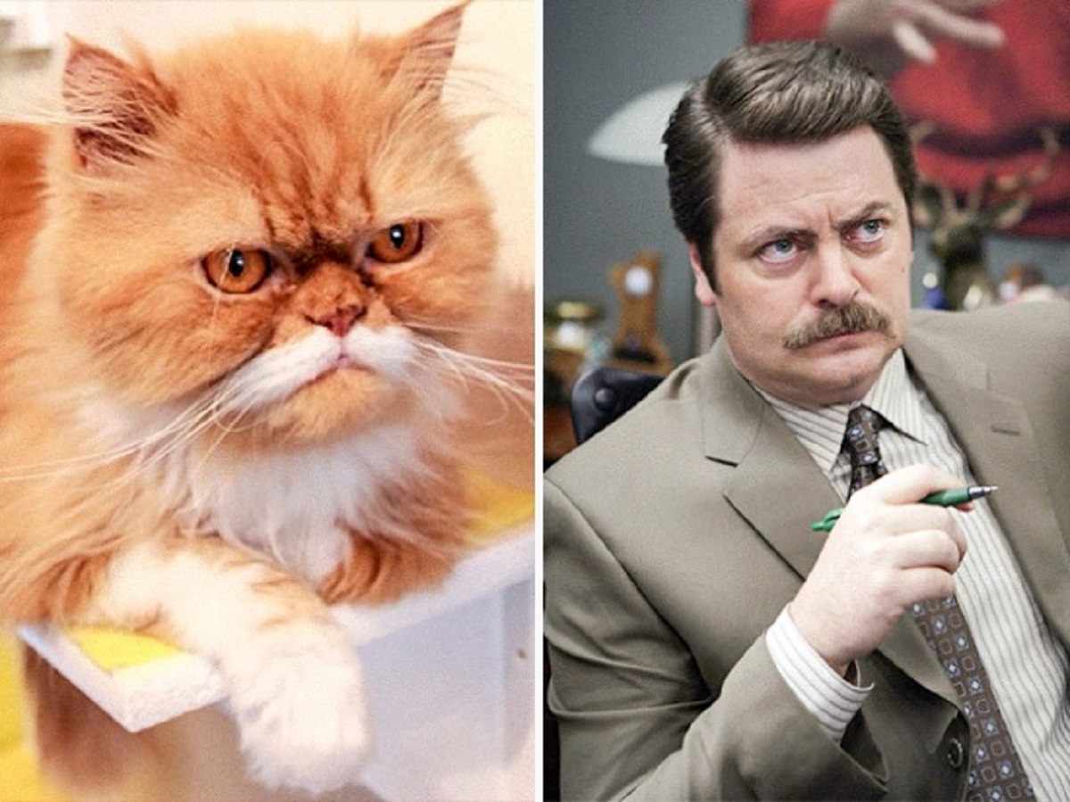 ron swanson gatto