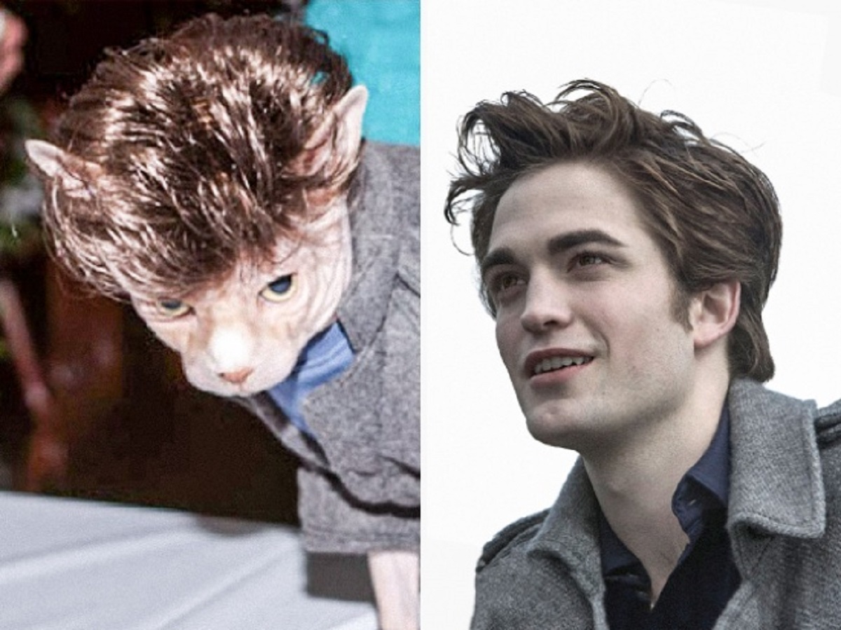 gatto robert pattinson