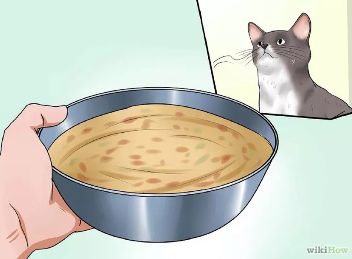 ciotola cibo davanti a gatto