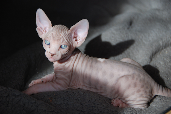 sphynx