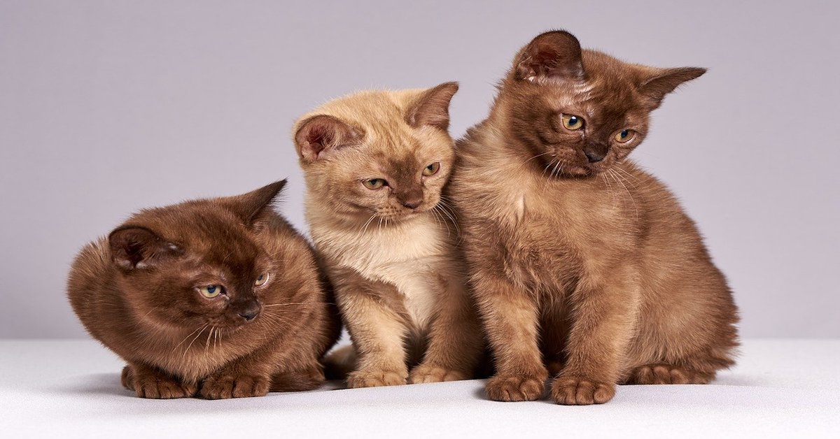 Razze di gatti senza pelo: le più belle, con foto