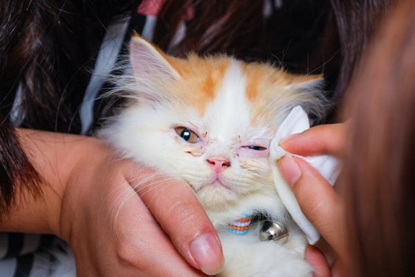 pulizia occhi gatto malato
