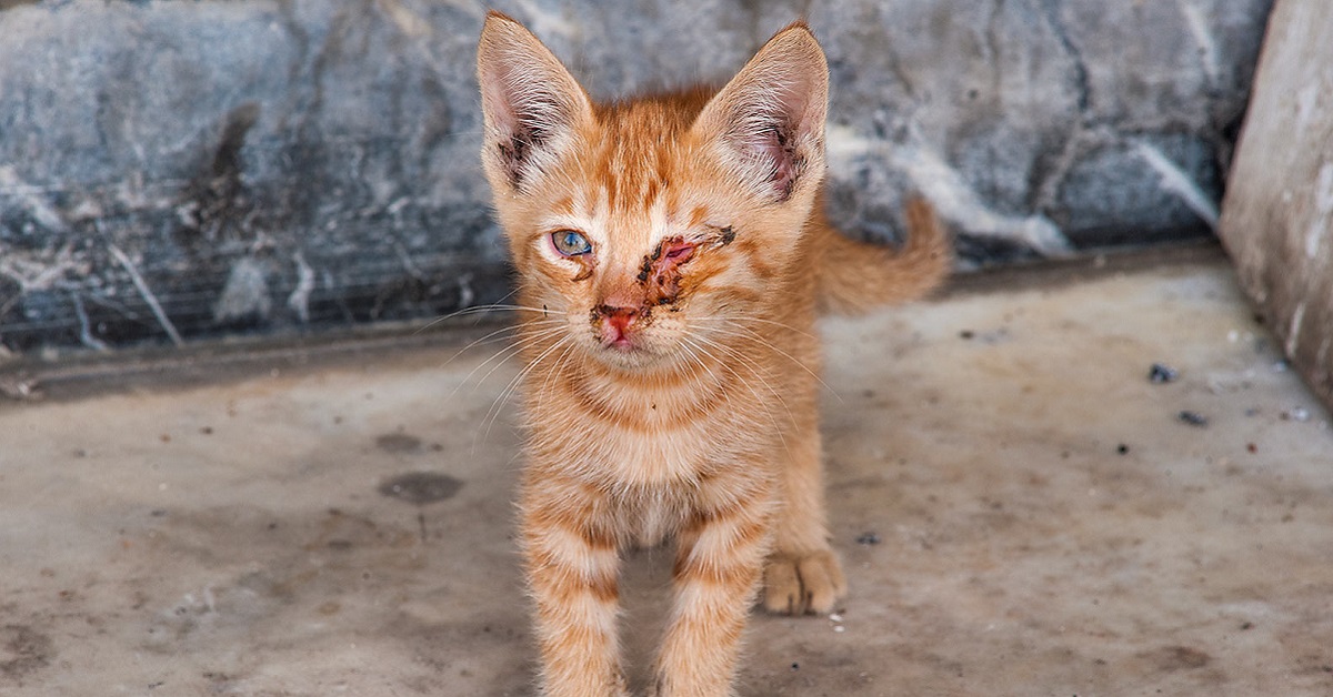 Gattini con occhi malati: cause, sintomi e cura