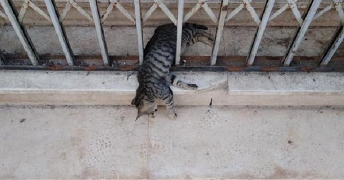 Brindisi, ucciso il gattino del progetto Enpa