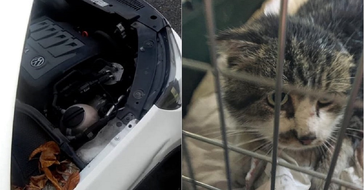 Gattino incastrato nel motore di un’auto a Melegnano: intervengono i Vigili del Fuoco