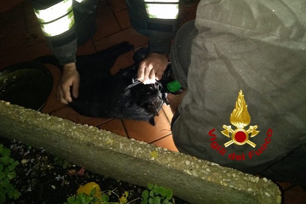 vigili del fuoco salvano gattino
