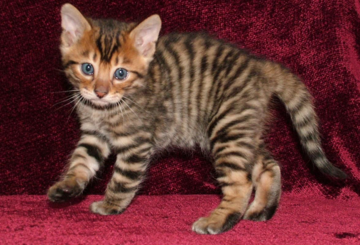 gattino toyger piccolo