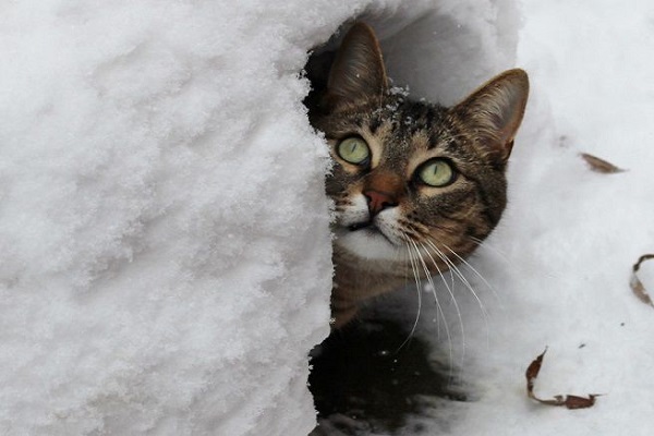 gatto e neve