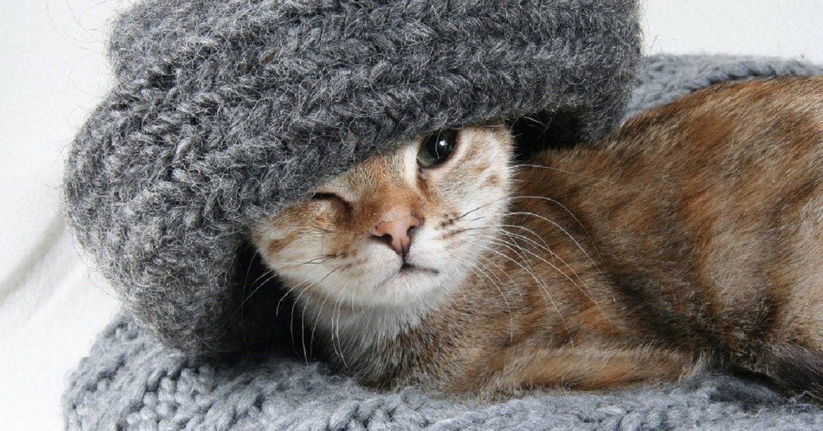 Il gatto anziano ha freddo: come intervenire
