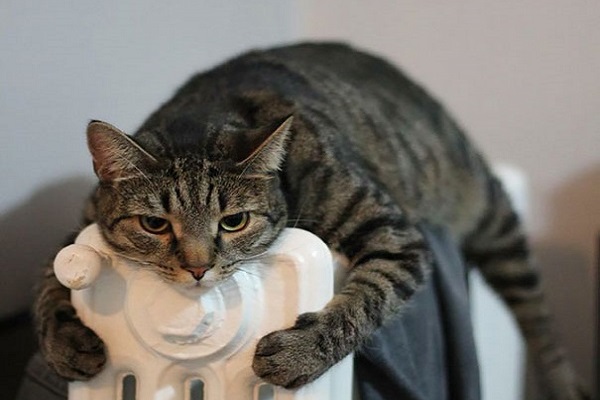 gatto su termosifone
