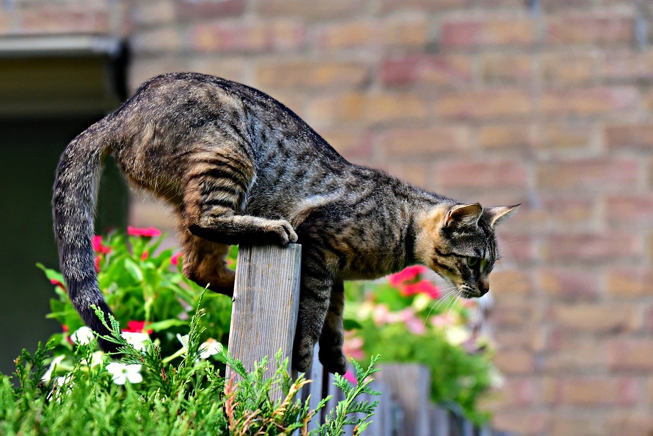 gatto-caccia-mosche