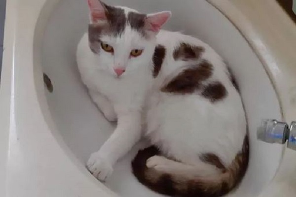 gatto dentro a bidet