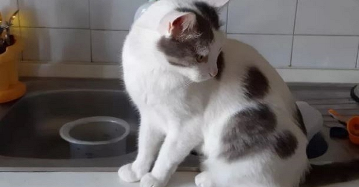 Blanco, il gatto che convive con un topo