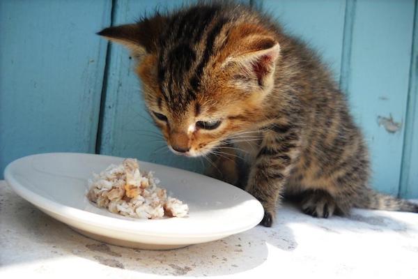 gattino cucciolo