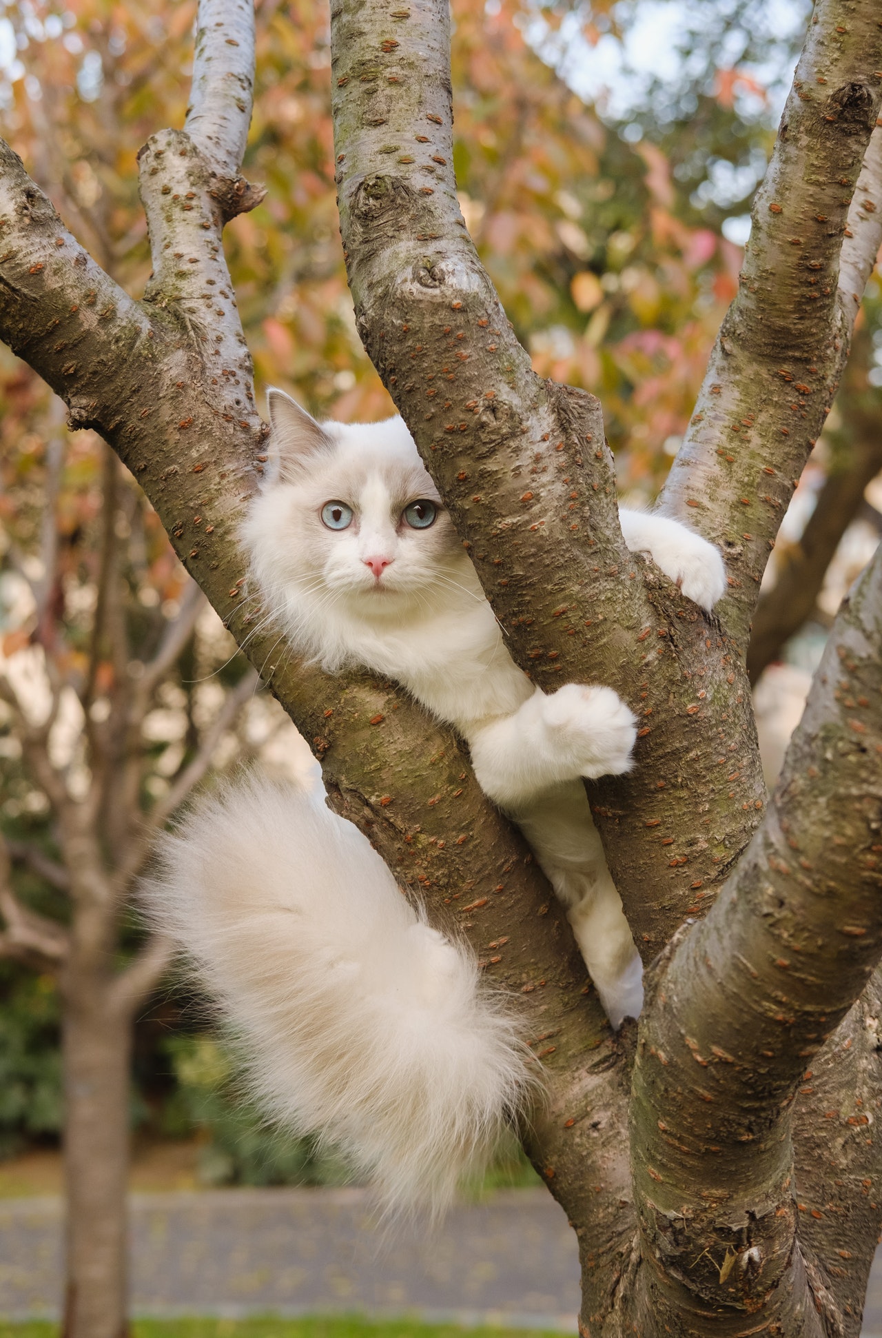 gatto-cuccia-giardino