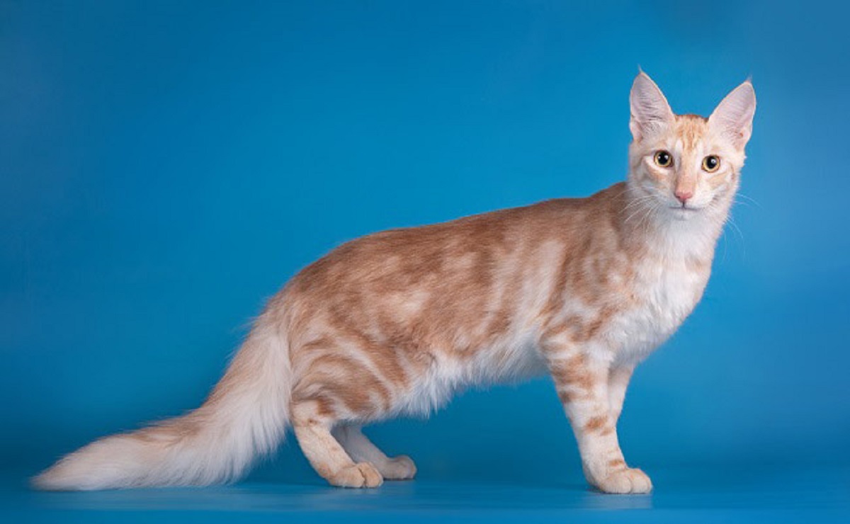 gatto d'angora sfondo azzurro