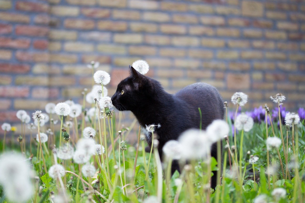 gatto-giardino