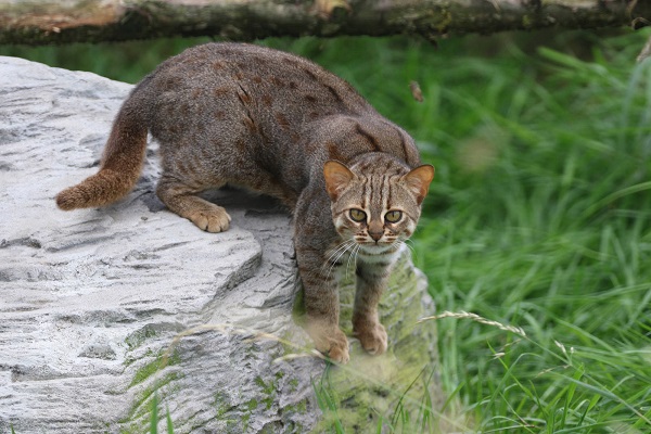 gatto rugginoso