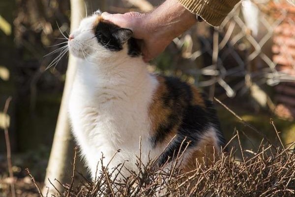 gatto che ricerca attenzioni