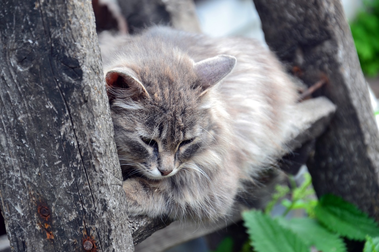 gatto soriano a pelo lungo