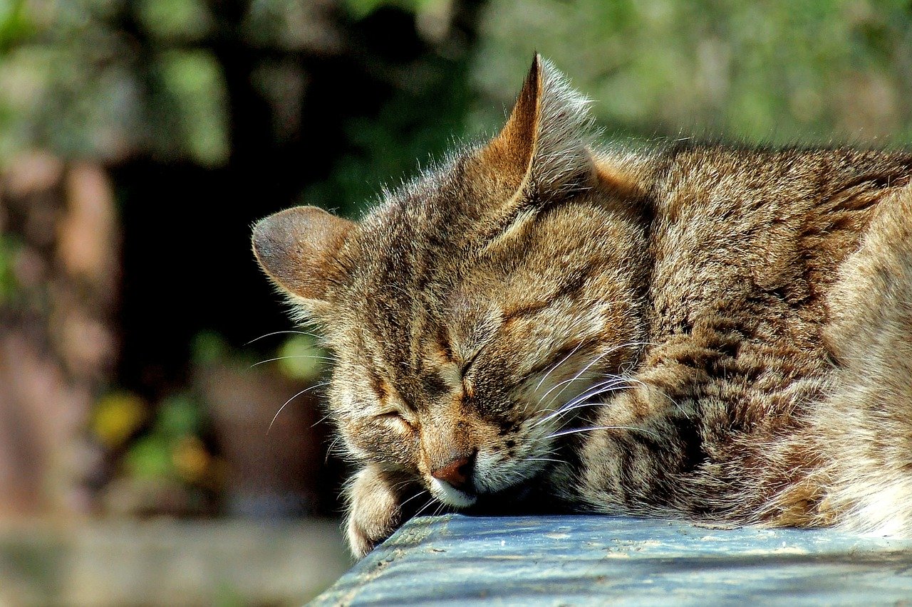 gatto soriano che dorme