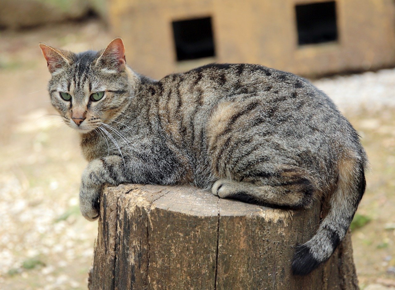 gatto soriano colore grigio