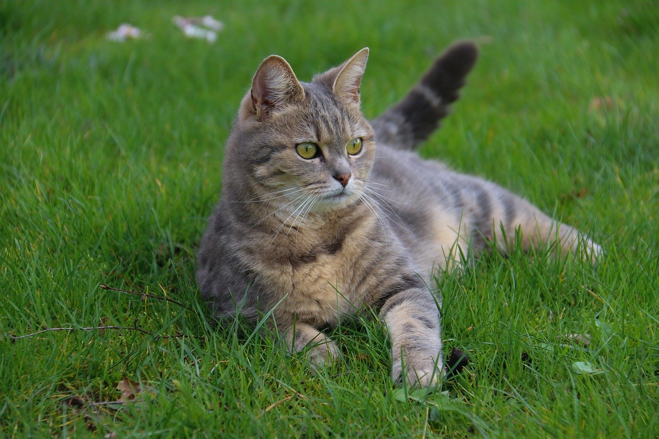 gatto soriano grigio all aperto